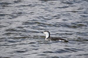 Red-throated Loon swimming at Fairport Harbor