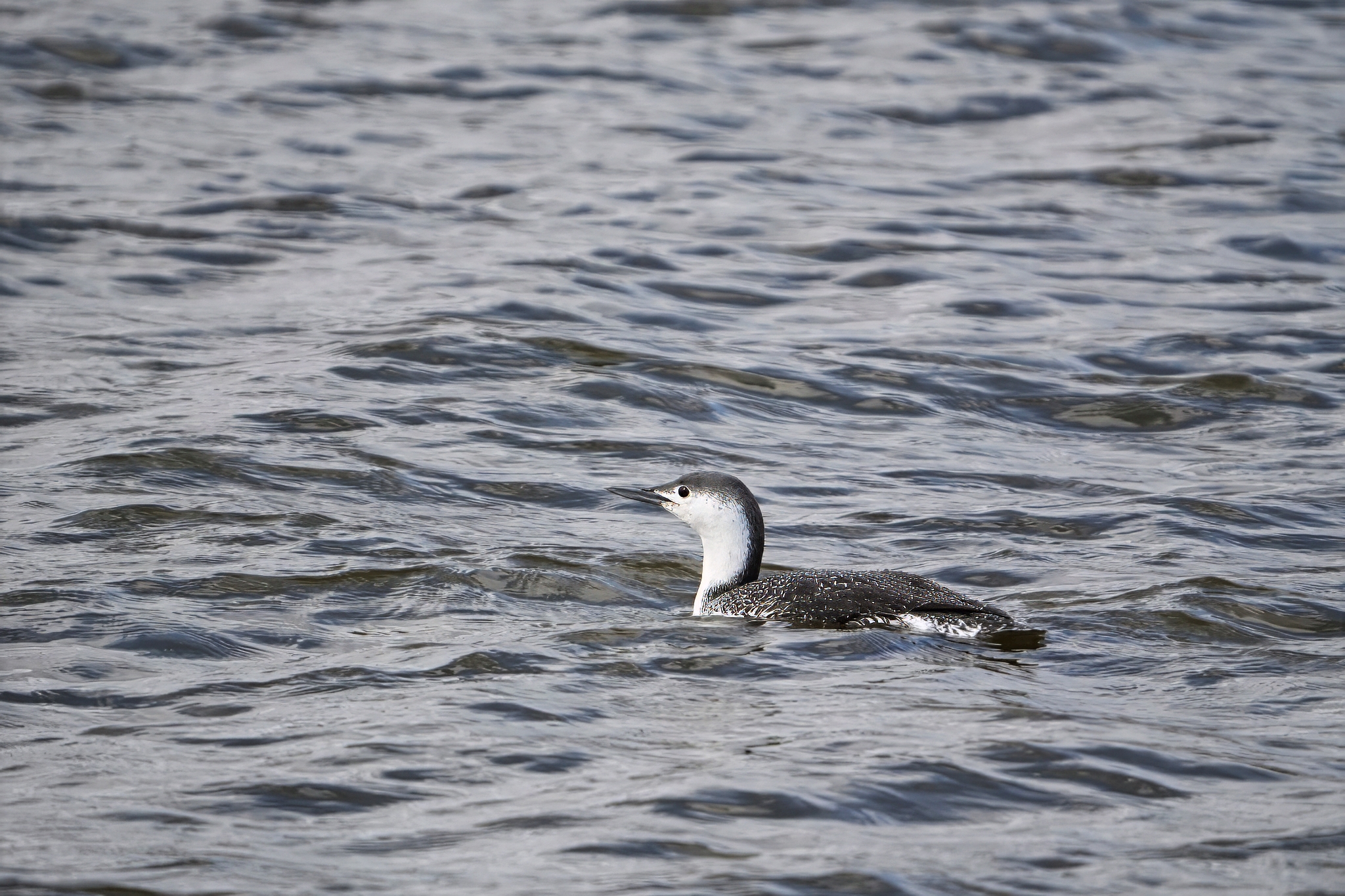 Red-throated Loon swimming at Fairport Harbor