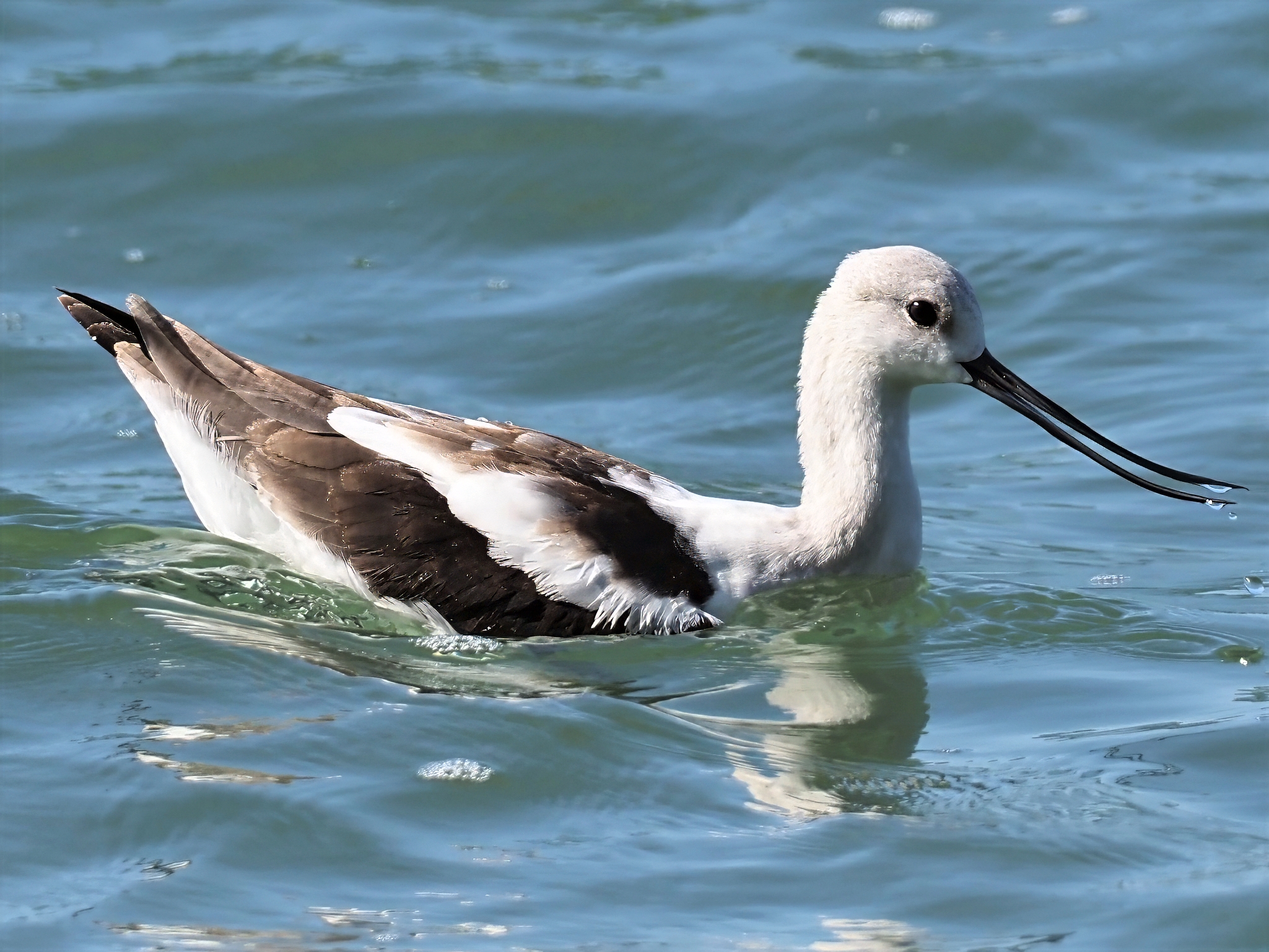 American Avocet at Mentor Headlands