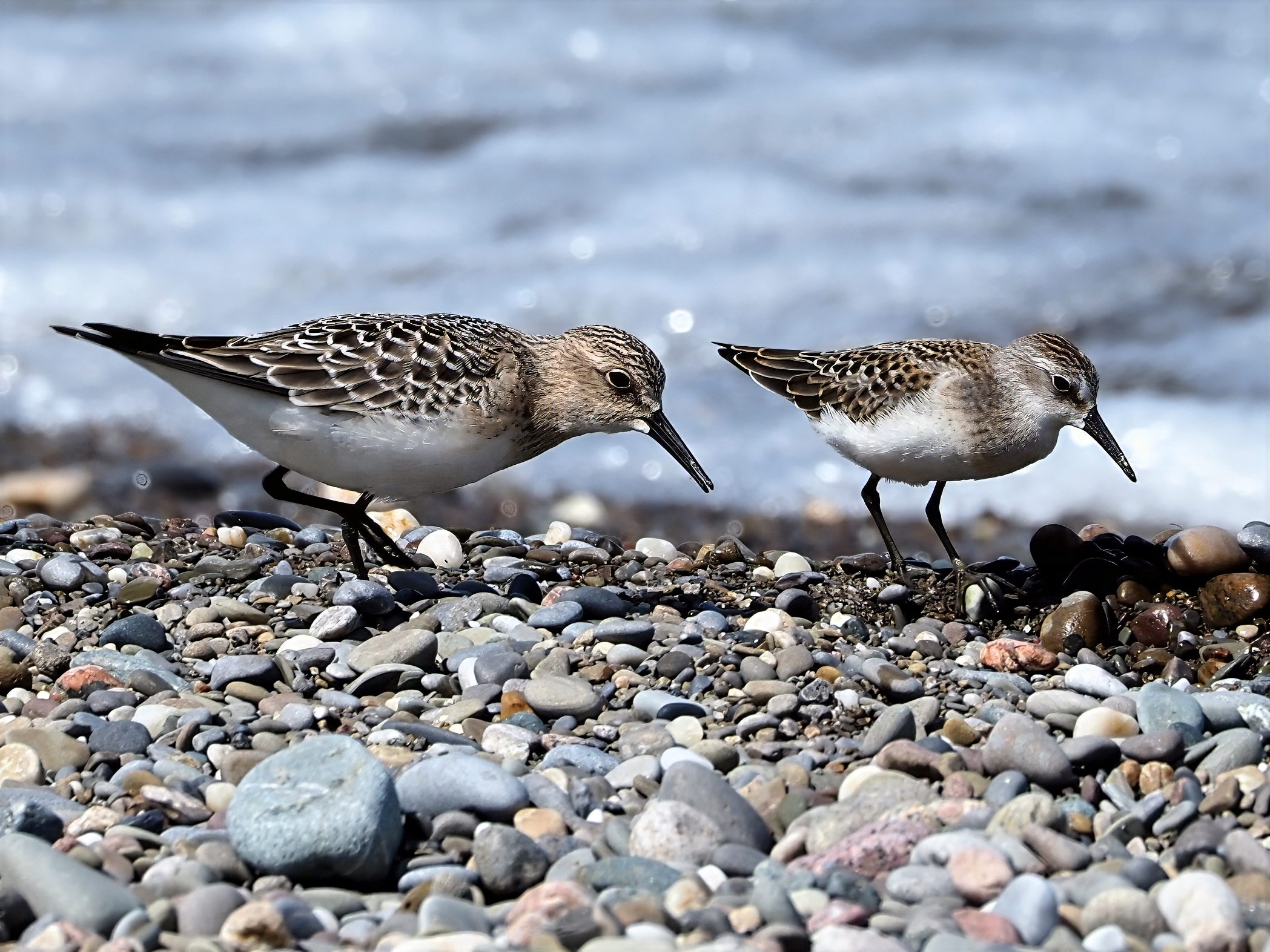 Baird's Sandpiper at Mentor Headlands