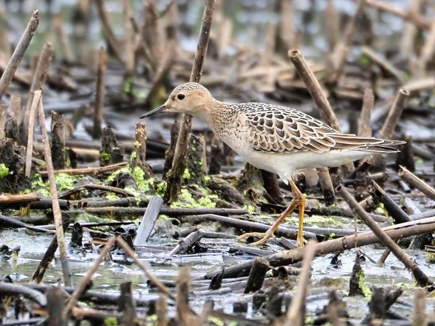 Buff-breasted Sandpiper