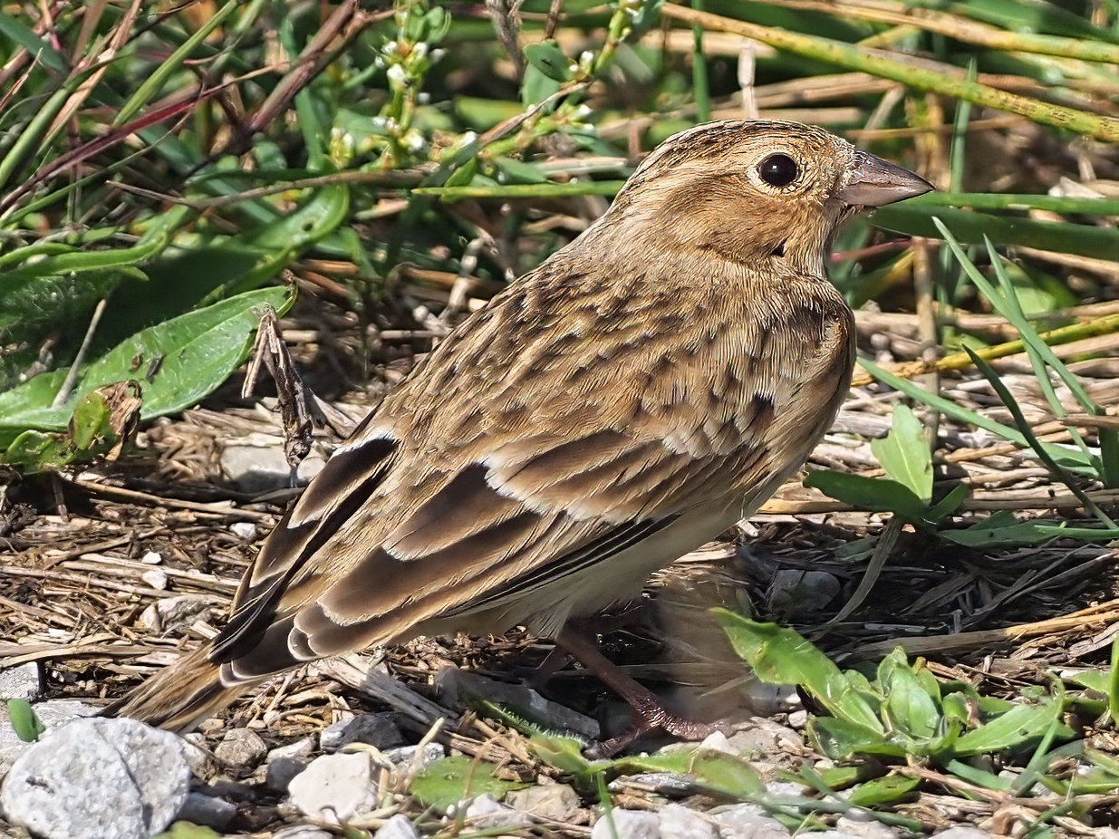 Chestnut-collard Longspur