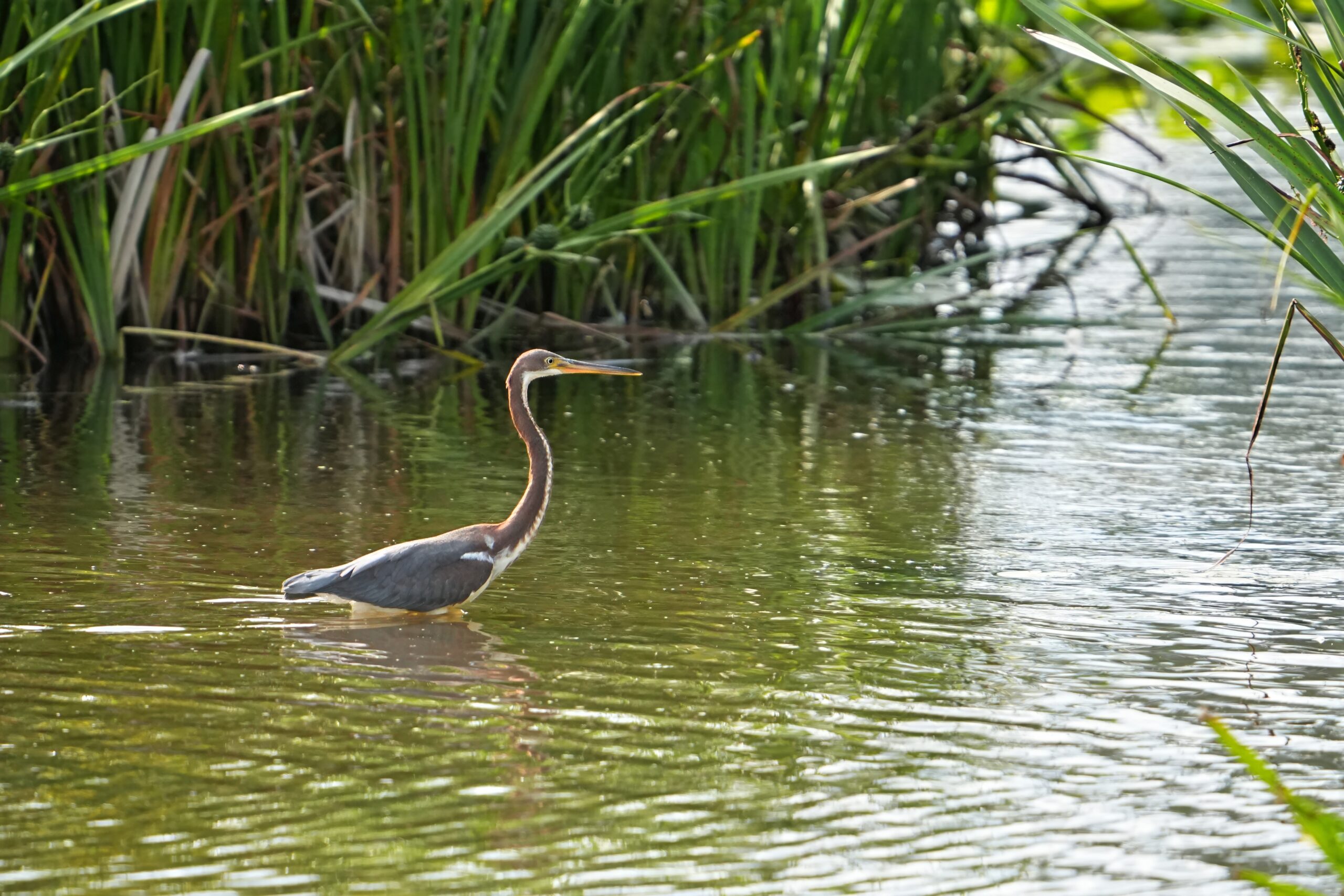 Tri-colored Heron wading in the channel at Mentor Lagoons