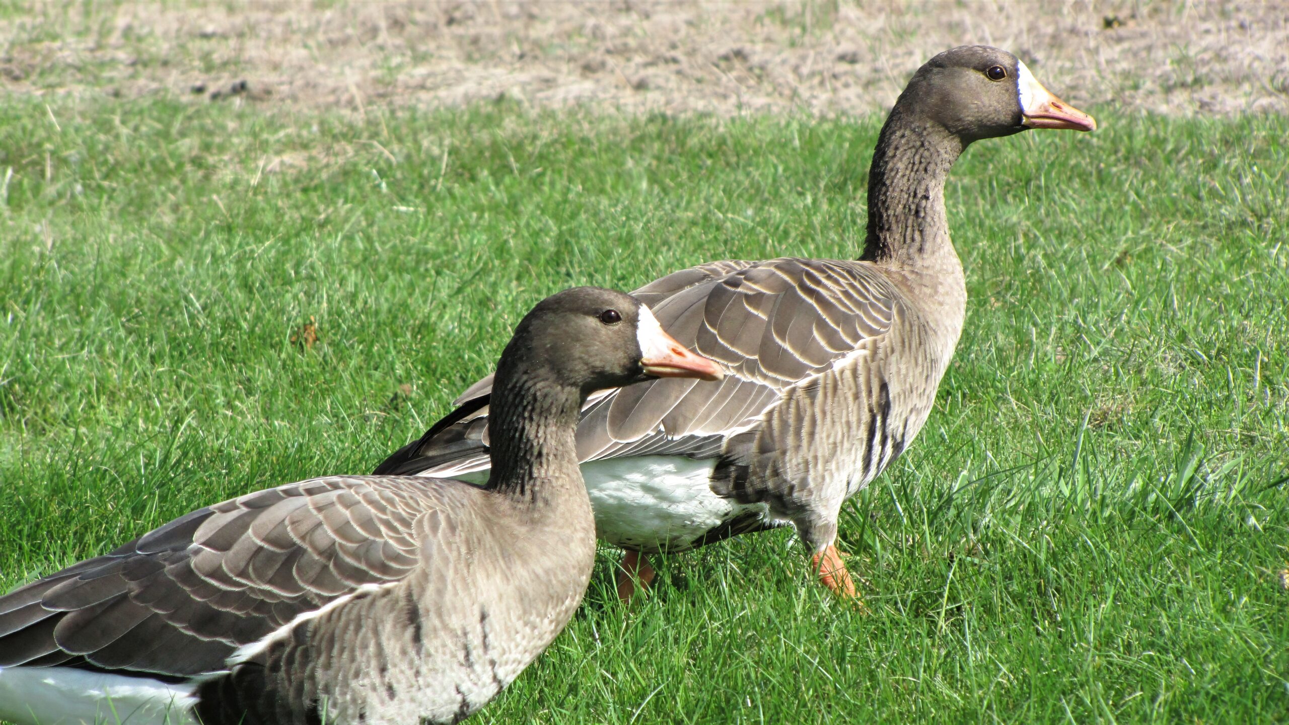 Greater White-fronted Goose