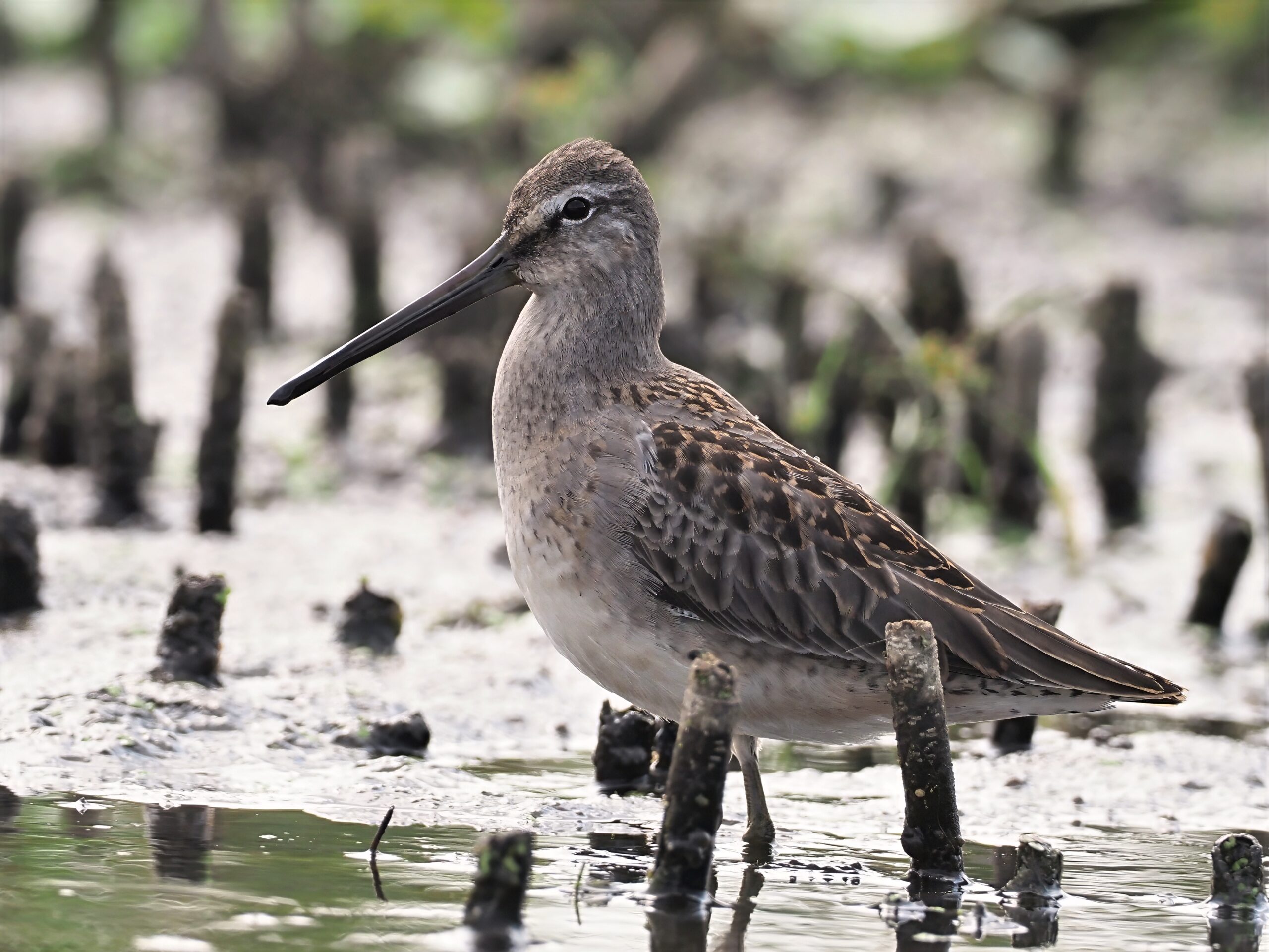 Long-billed Dowitcher at Mentor Lagoons