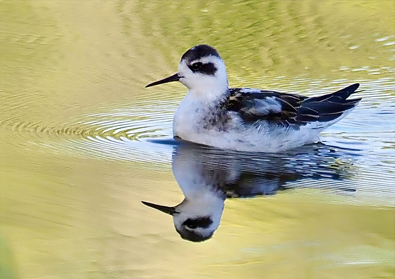 Red-necked Phalarope