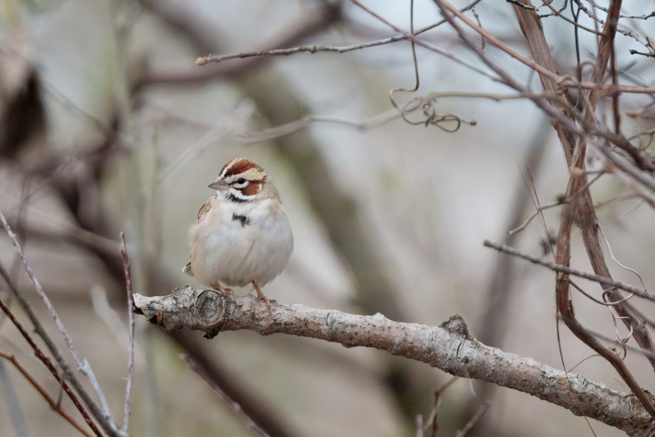 Lark Sparrow at Mentor Headlands
