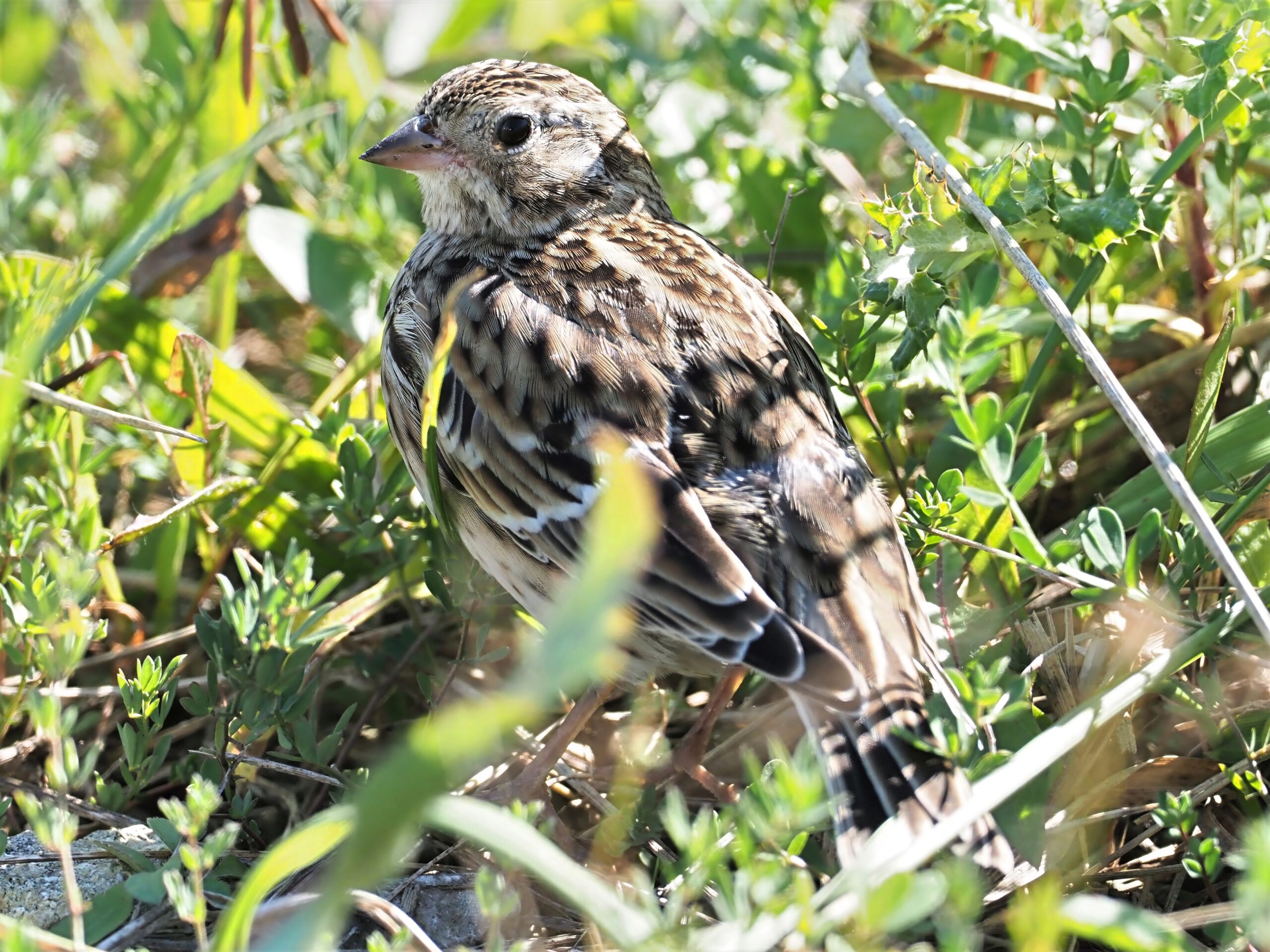 Smith's Longspur at Fairport Nursery Rd.