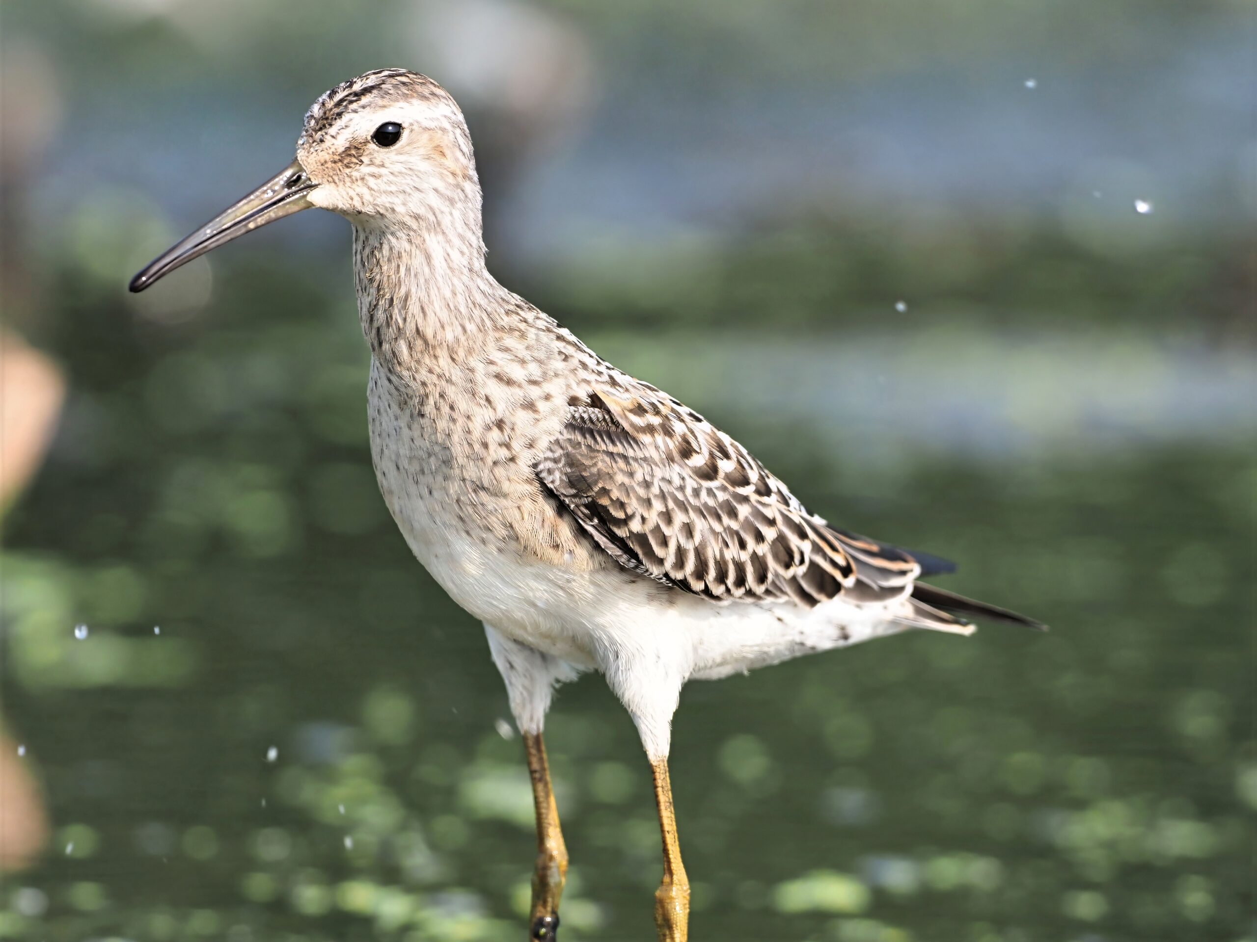 Stilt Sandpiper