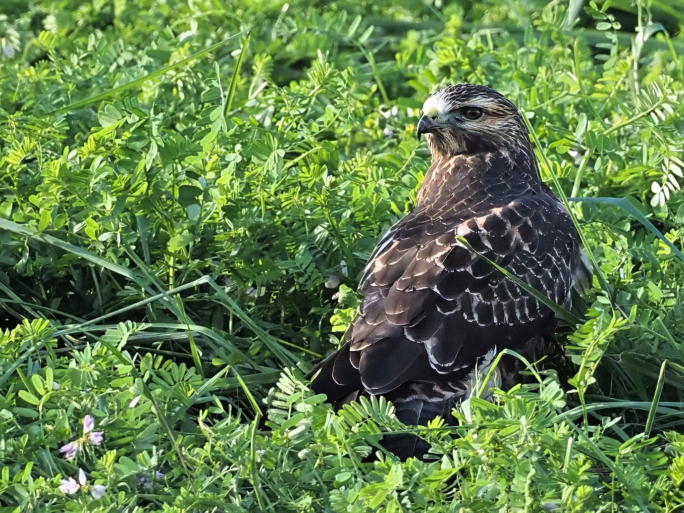 Swainson's Hawk at Fairport Nursery Rd.
