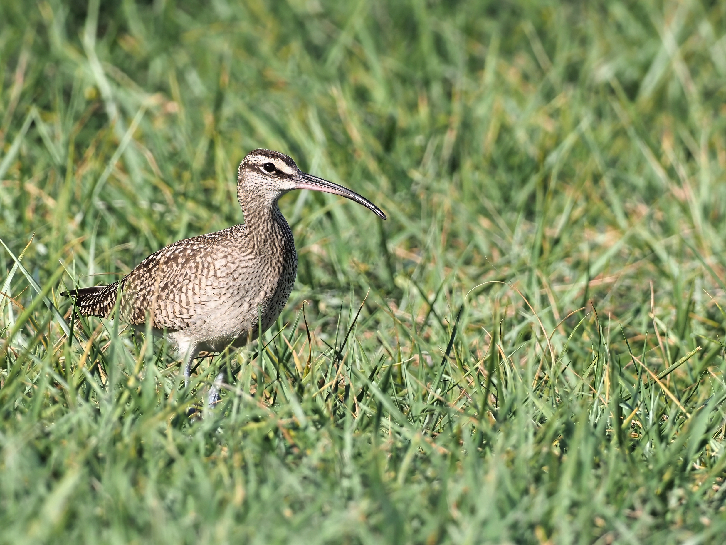 Whimbrel at Fairport Nursery Rd.