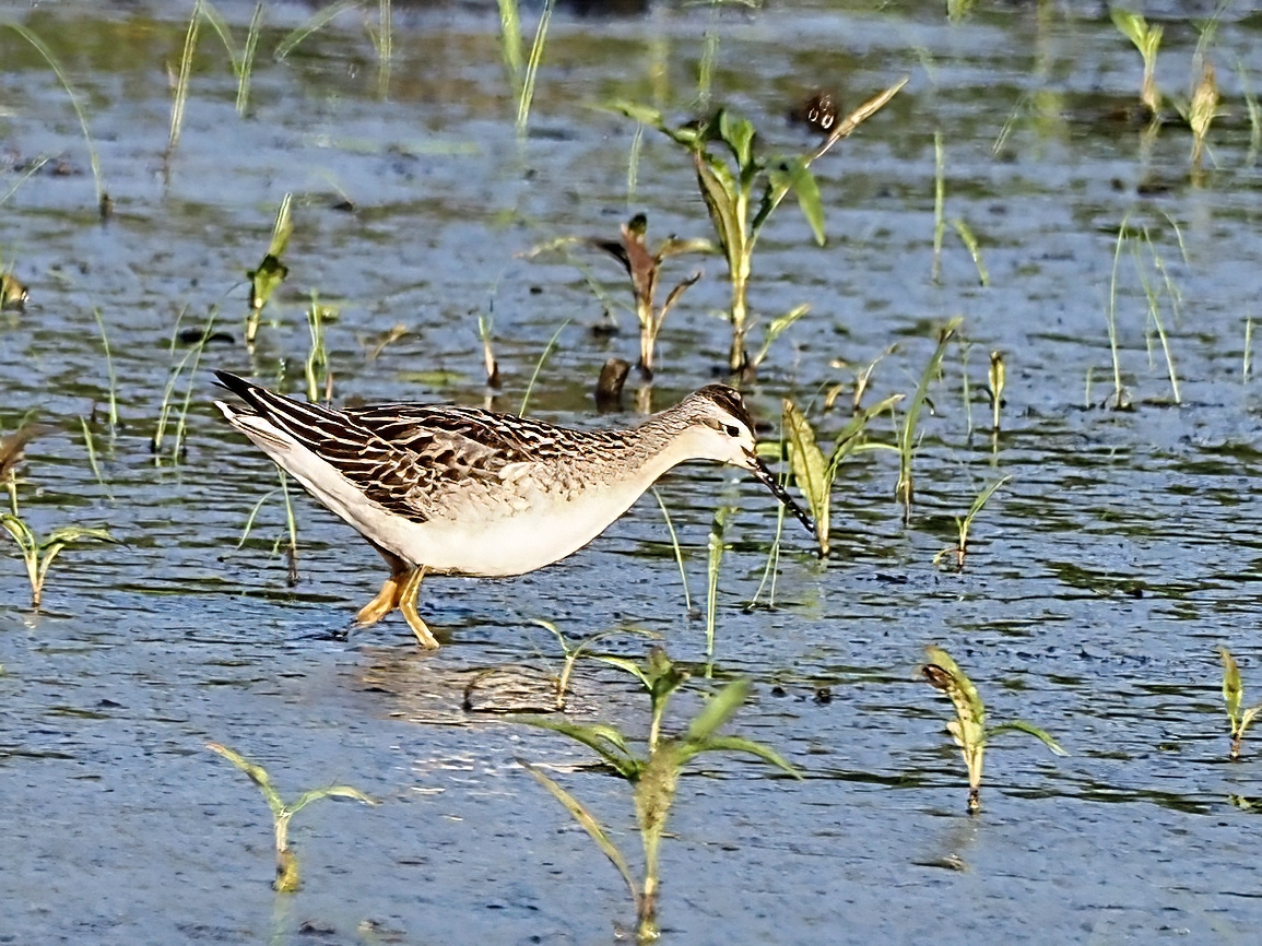 Wilson's Phalarope at Shipman Pond