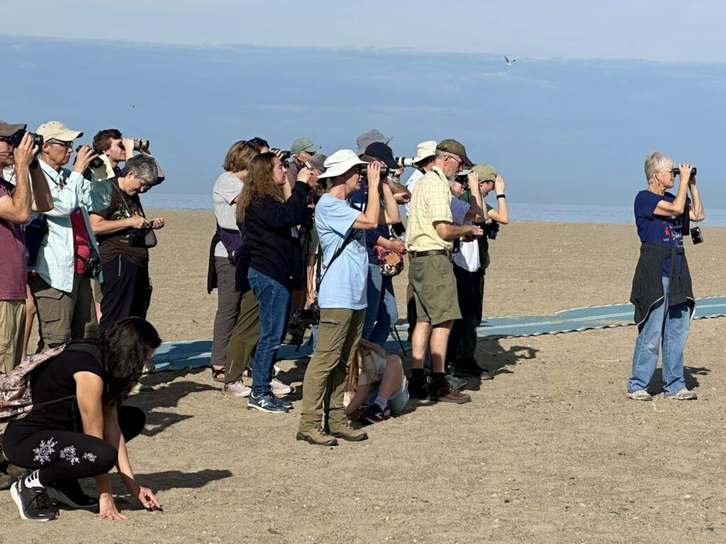 Beach bird walk at Headlands Beach from 2024 Headlands Birding Festival