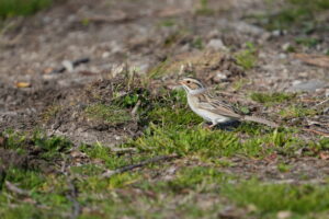 Clay-colored Sparrow at Mentor Headlands