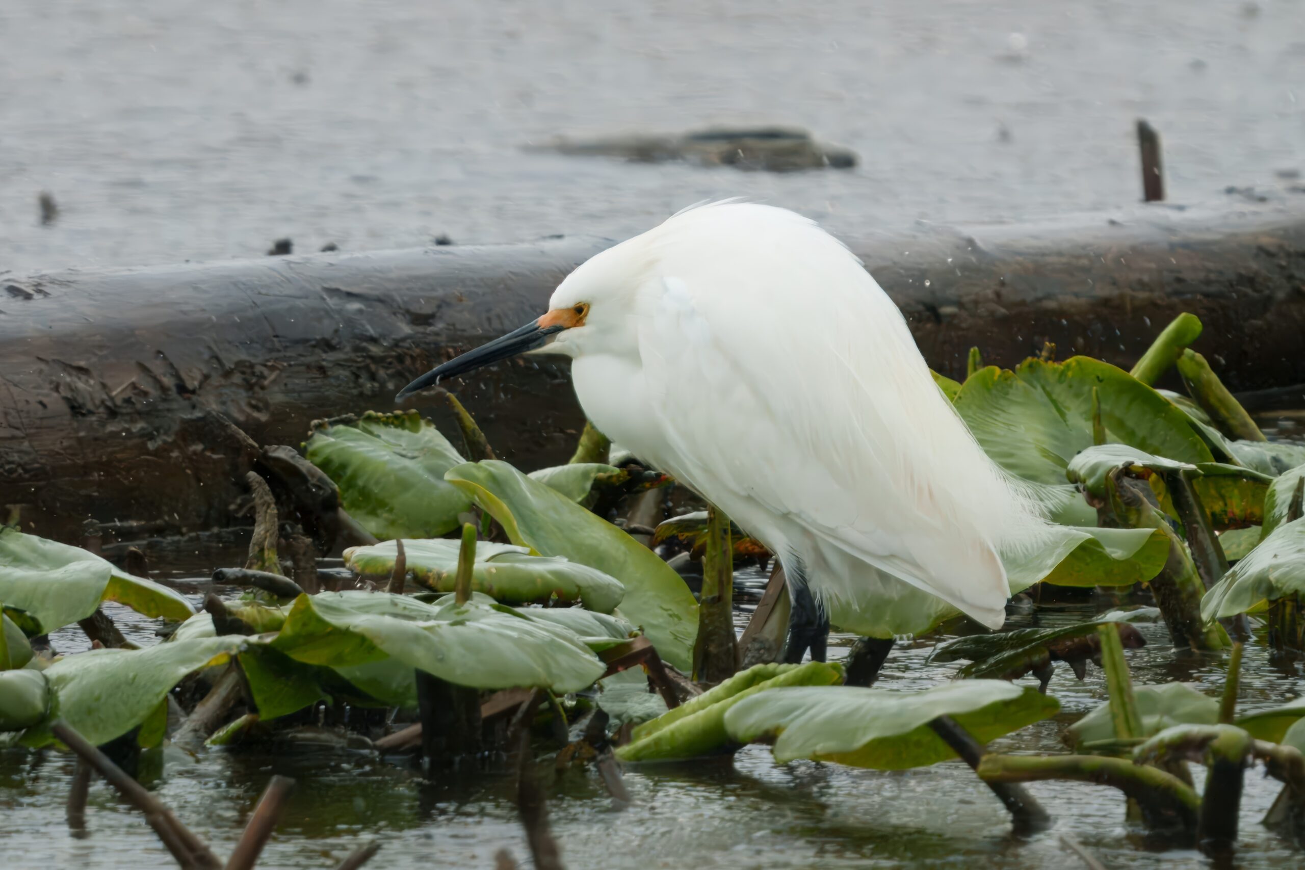 Snowy Egret at Mentor Lagoons