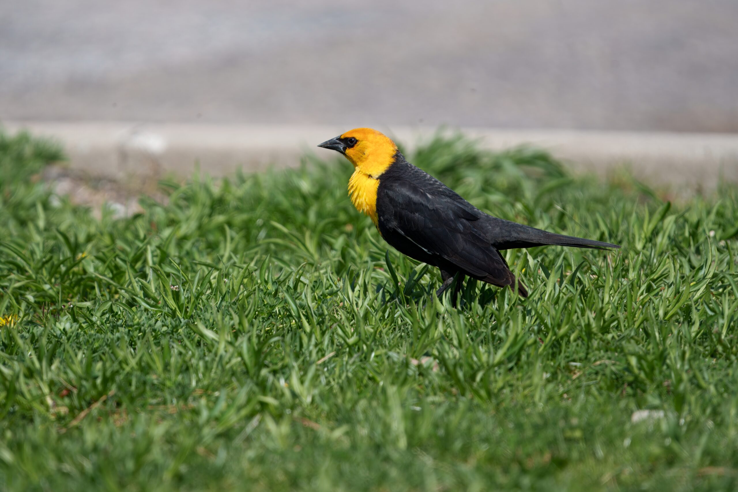 Yellow-headed blackbird at Mentor Lagoons