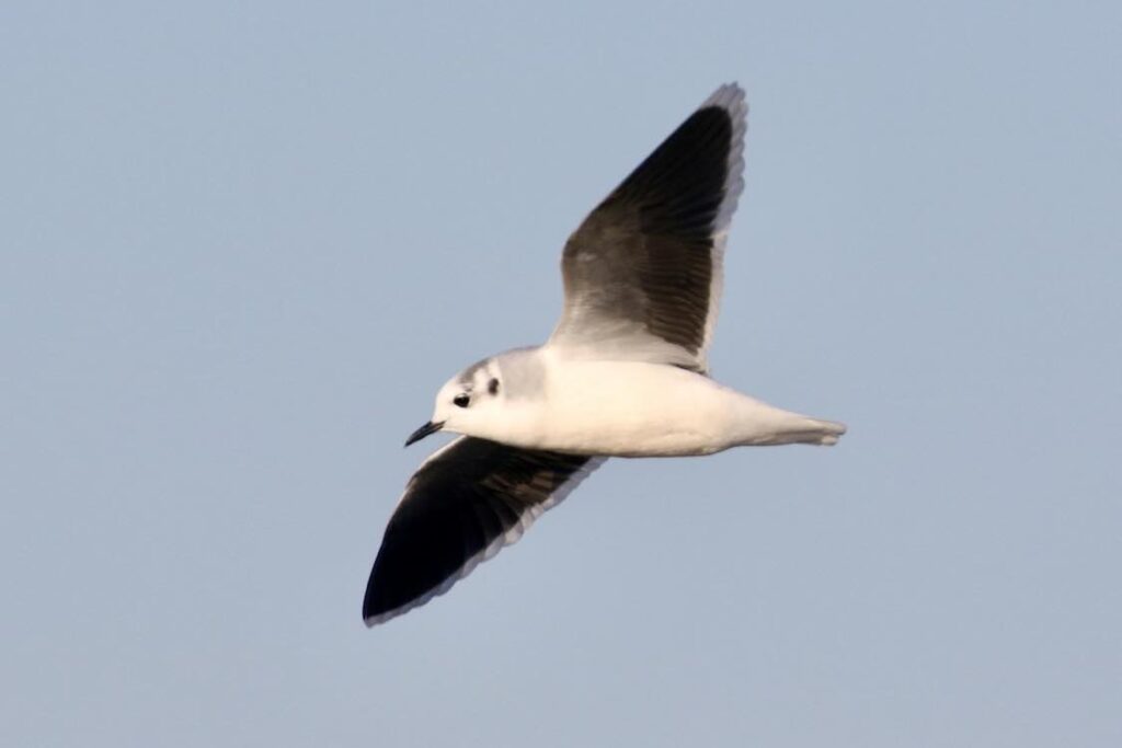 Little Gull