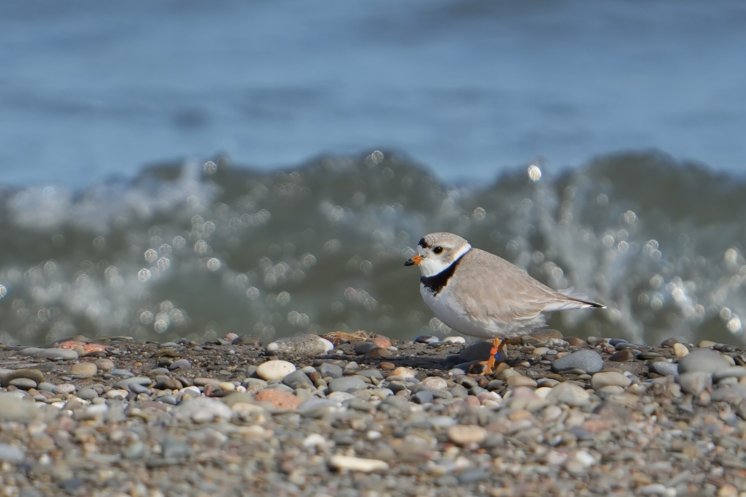 Piping Plover