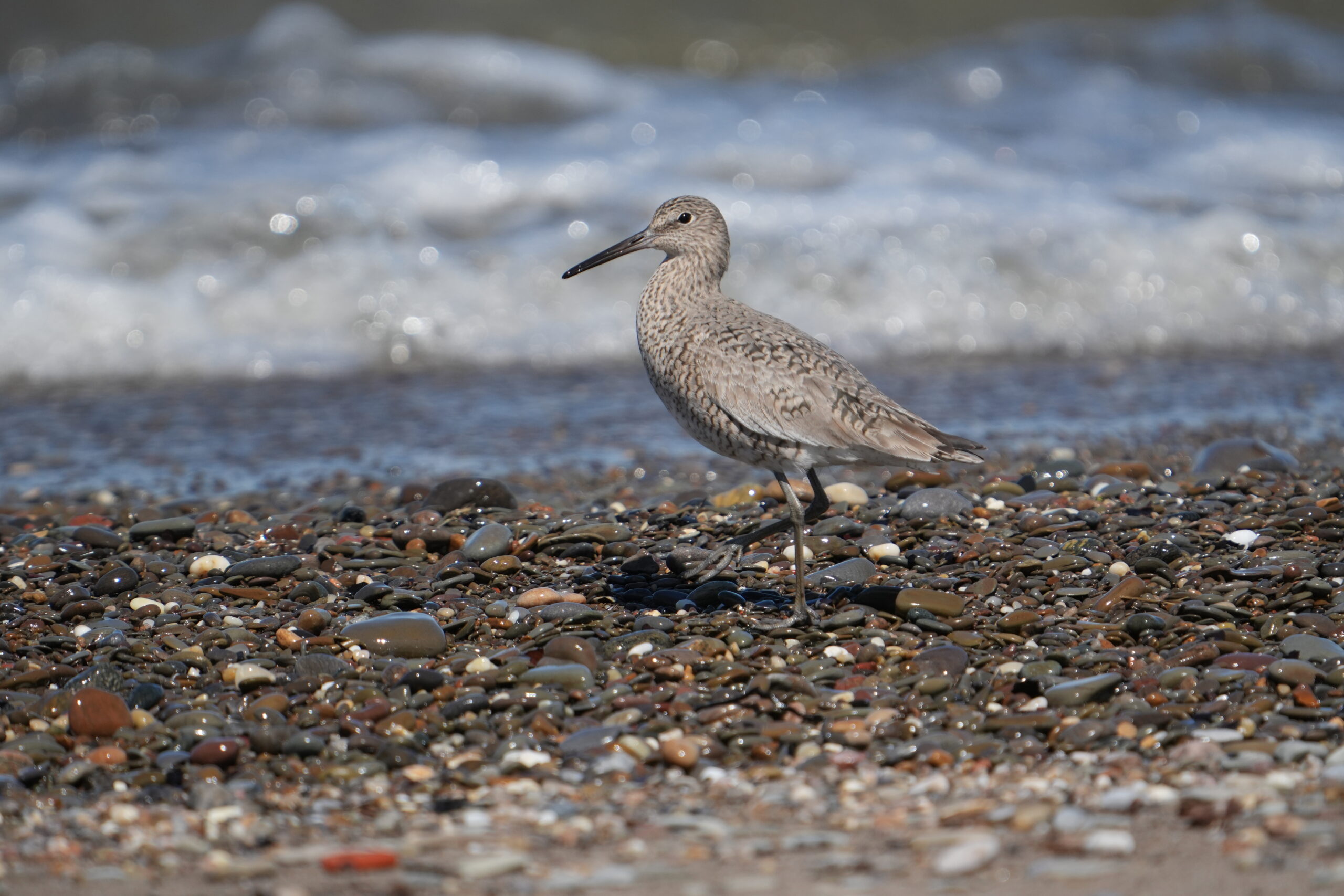 Willet