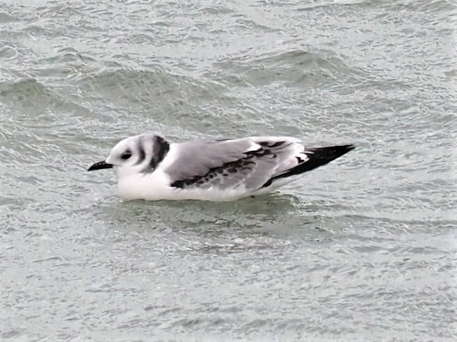 Black-legged Kittiwake