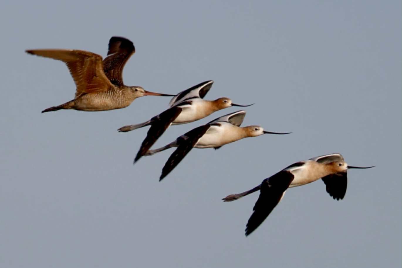 American Avocets and Hudsonian Godwit