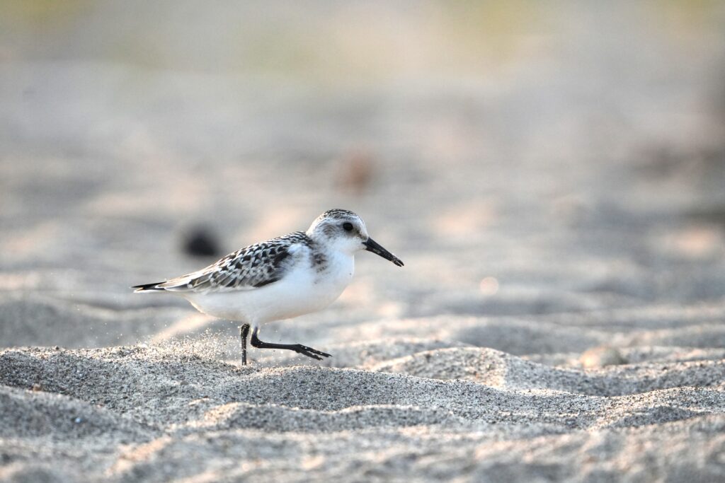 Sanderling walking along beach