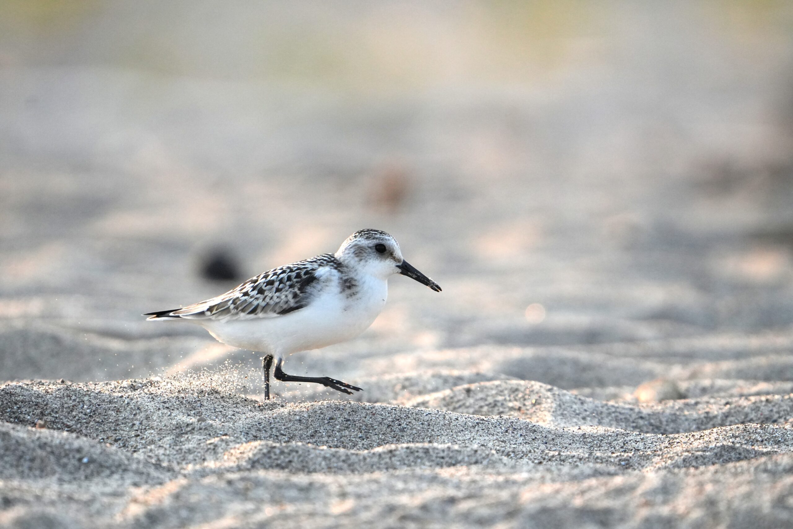 Sanderling walking along beach