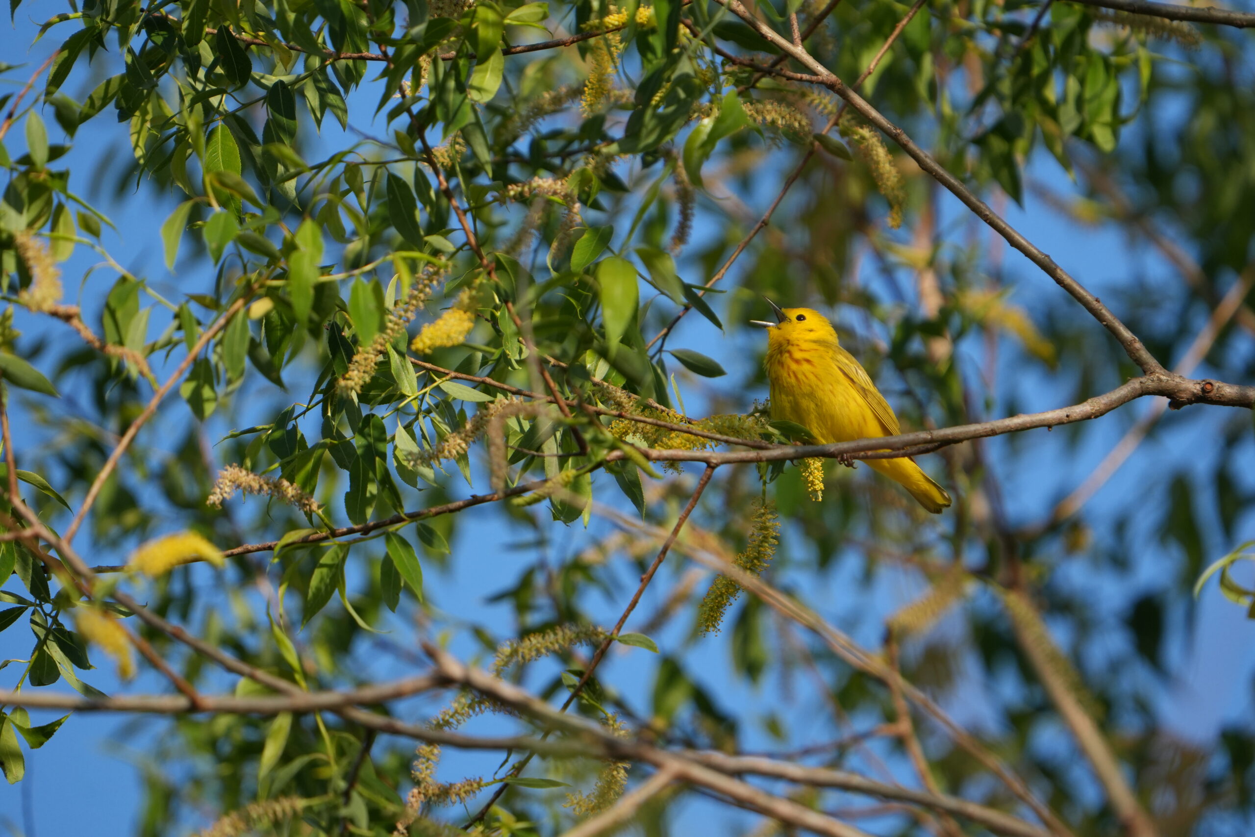 Yellow Warbler singing in a tree