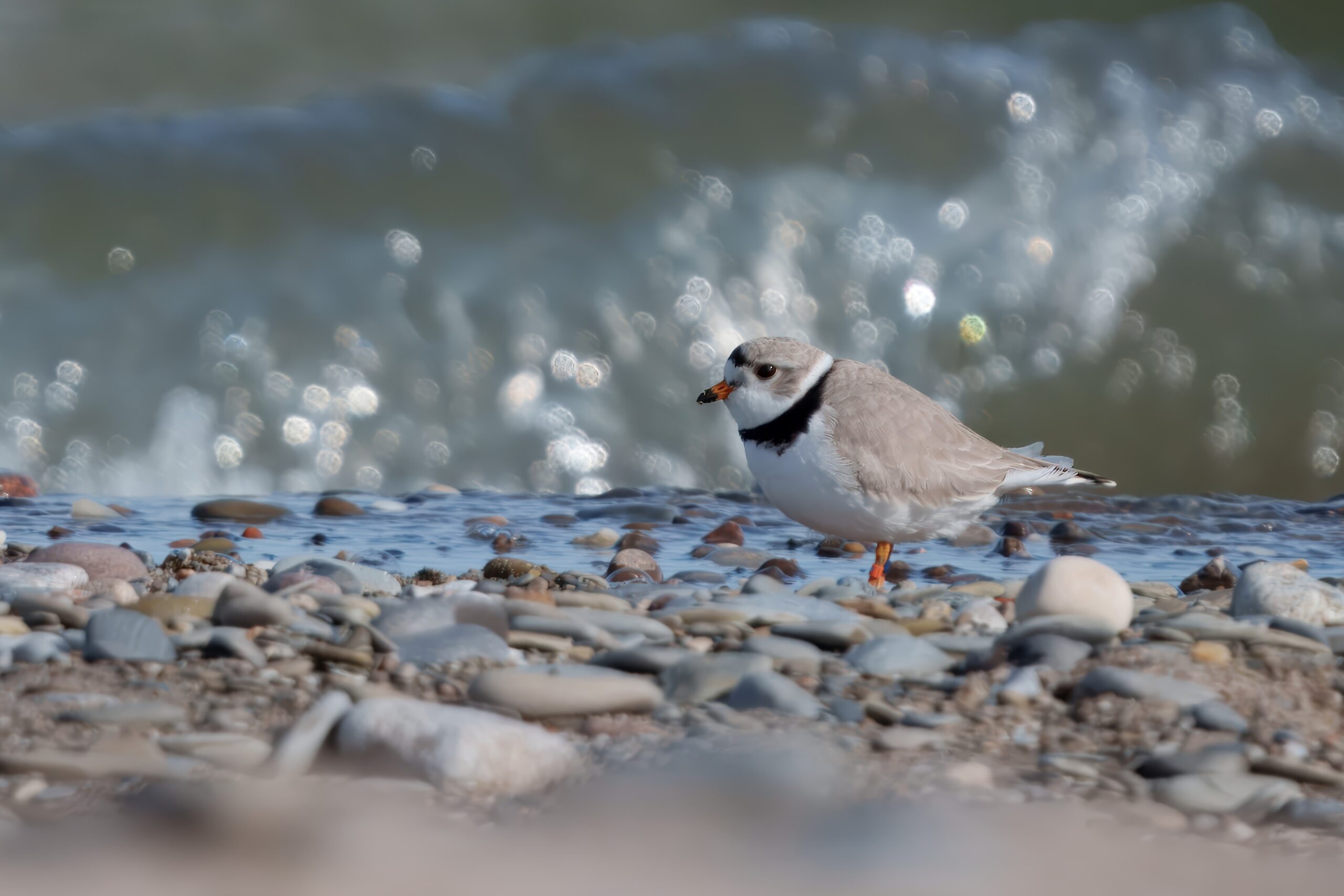 Piping Plover walking along beach
