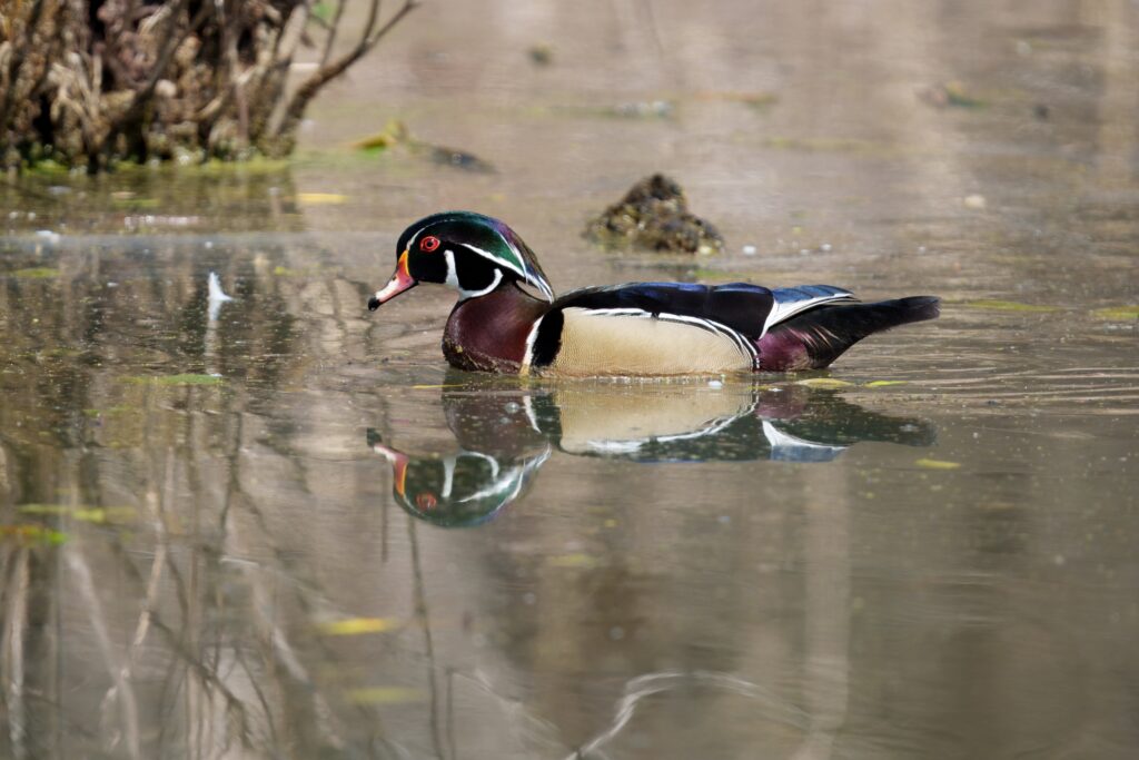 Wood Duck swimming in pond