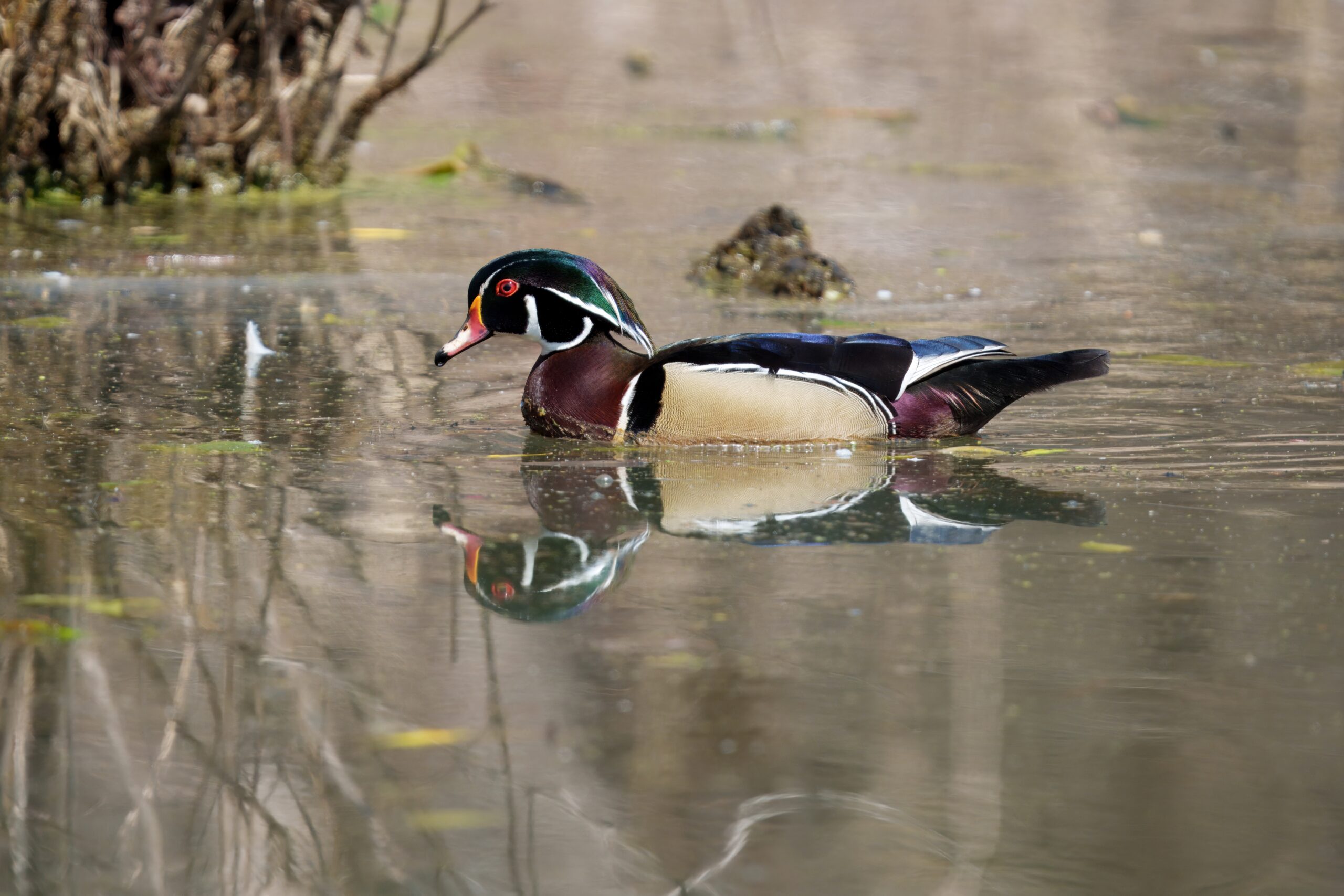 Wood Duck swimming in pond