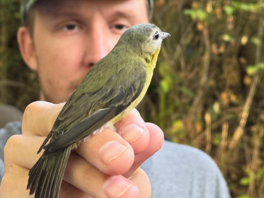 Bird banding demonstration with Joel holding a Philadelphia Vireo