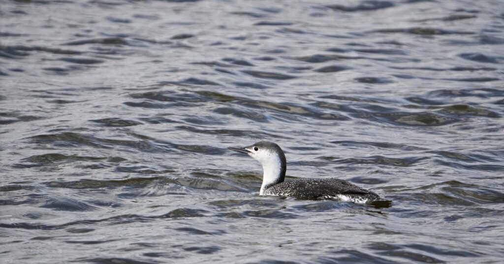Red-throated Loon swimming in Fairport Harbor