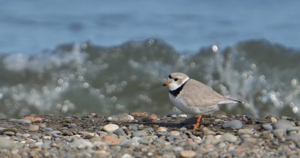 Piping Plover walking along the shore at Headlands Dunes State Nature Preserve