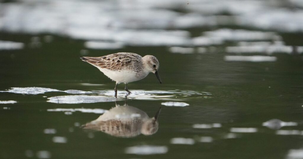 Sanderling foraging in the water