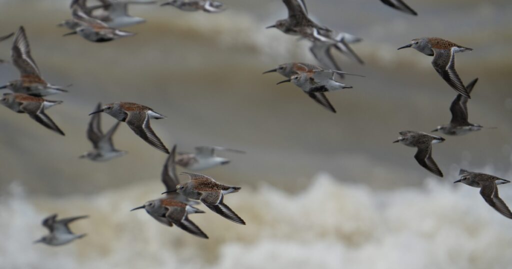 Flock of Dunlins flying over the water at Headlands Beach