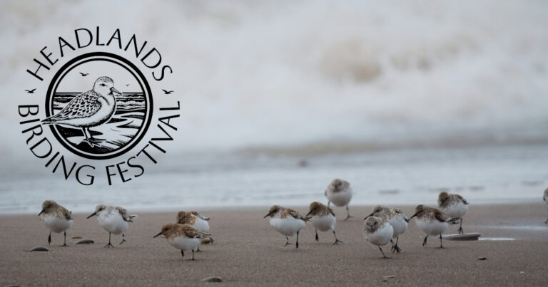 Sanderlings running along the beach and the Headlands Birding Festival Logo