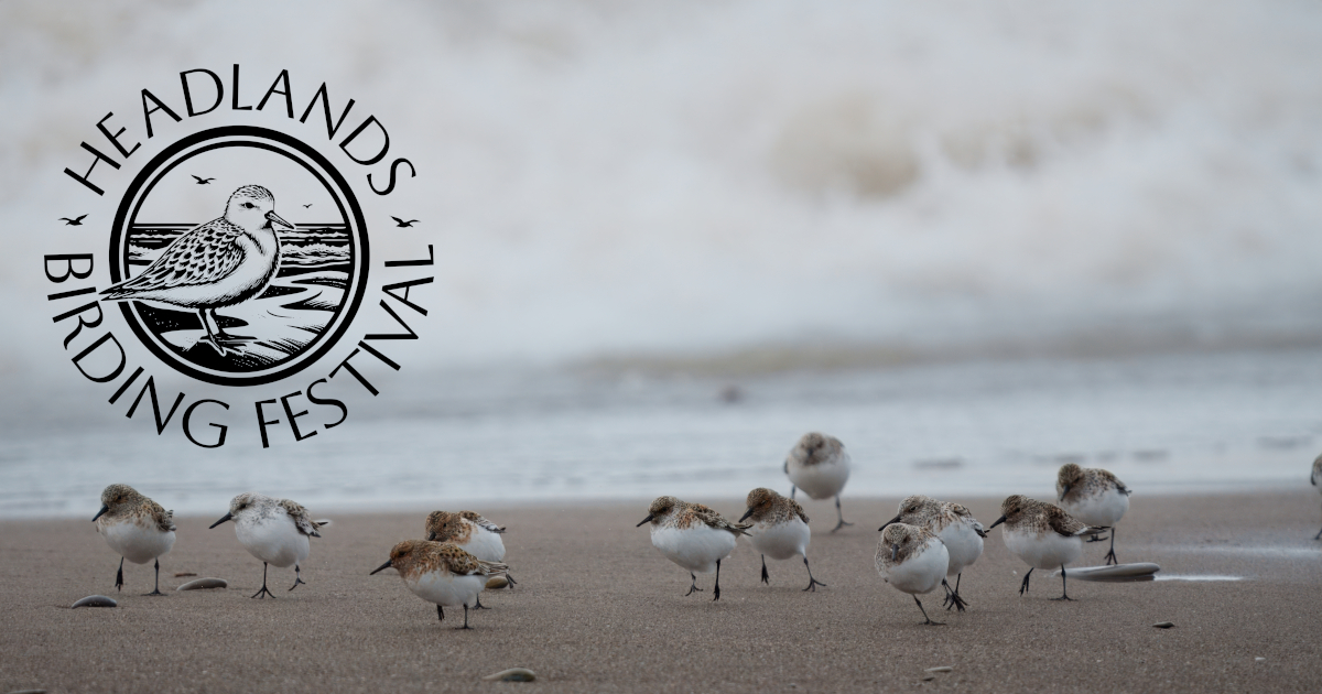 Sanderlings running along the beach and the Headlands Birding Festival Logo