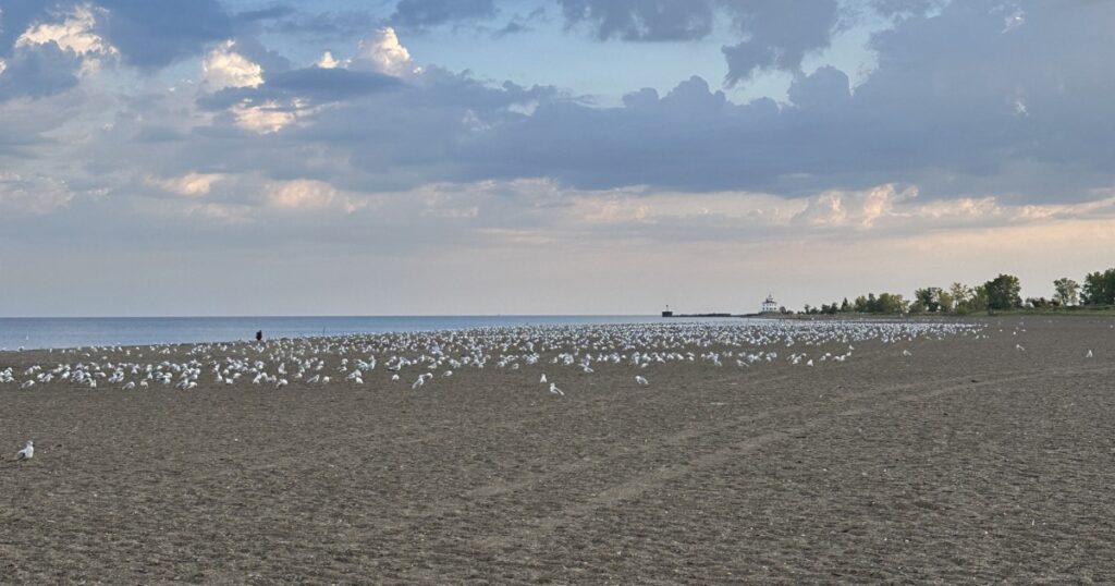 Flock of gulls on Headlands beach