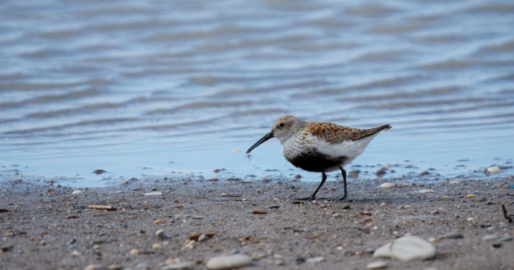 Dunlin walking along the beach at Headlands Beach