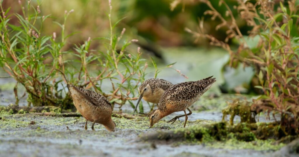Three Short-billed Dowitchers foraging in the mudflats at Mentor Lagoons