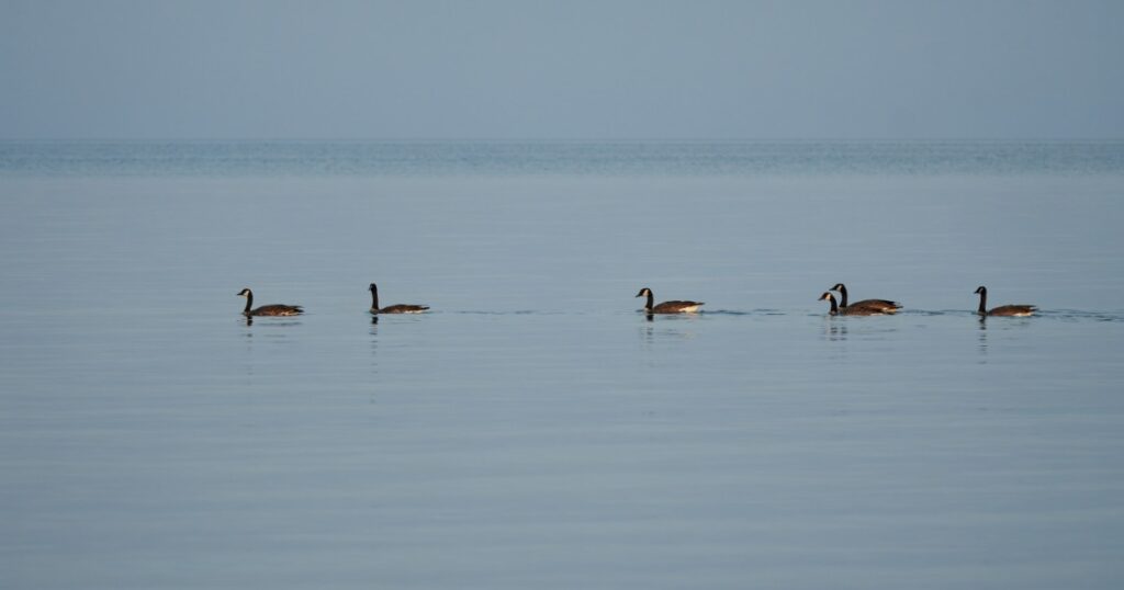 Six Canada Geese swimming in Lake Erie