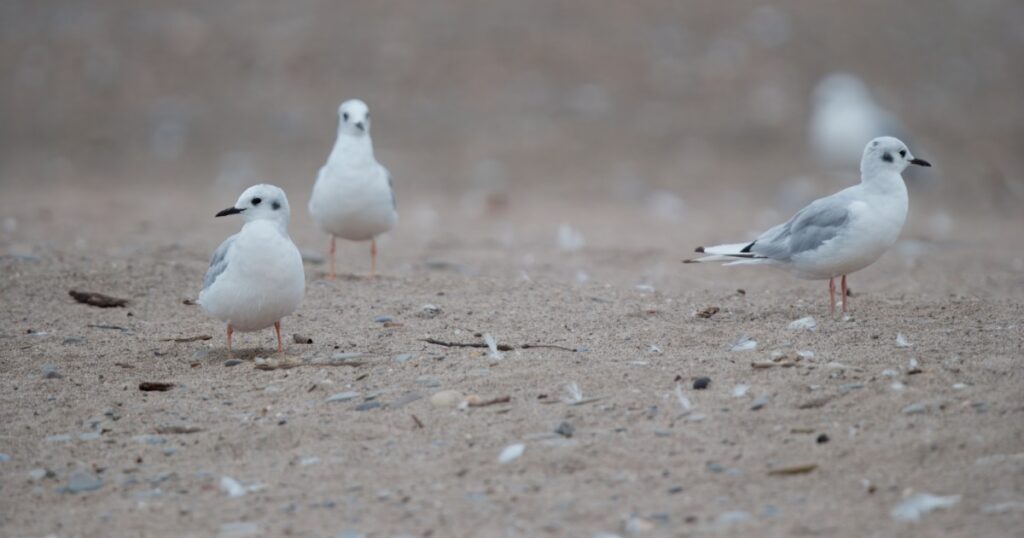 Three Bonaparte's Gulls at Headlands beach