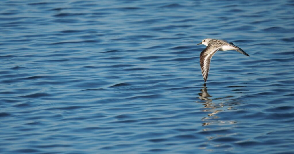 Sanderling flying low across the water at Headlands Beach