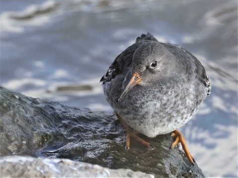Purple Sandpiper