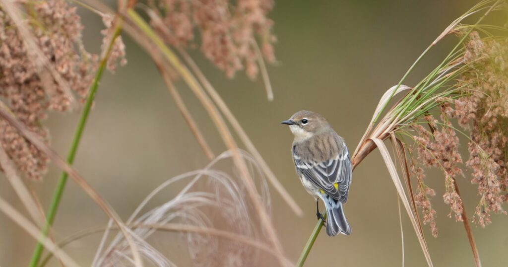 Yellow-rumped Warbler