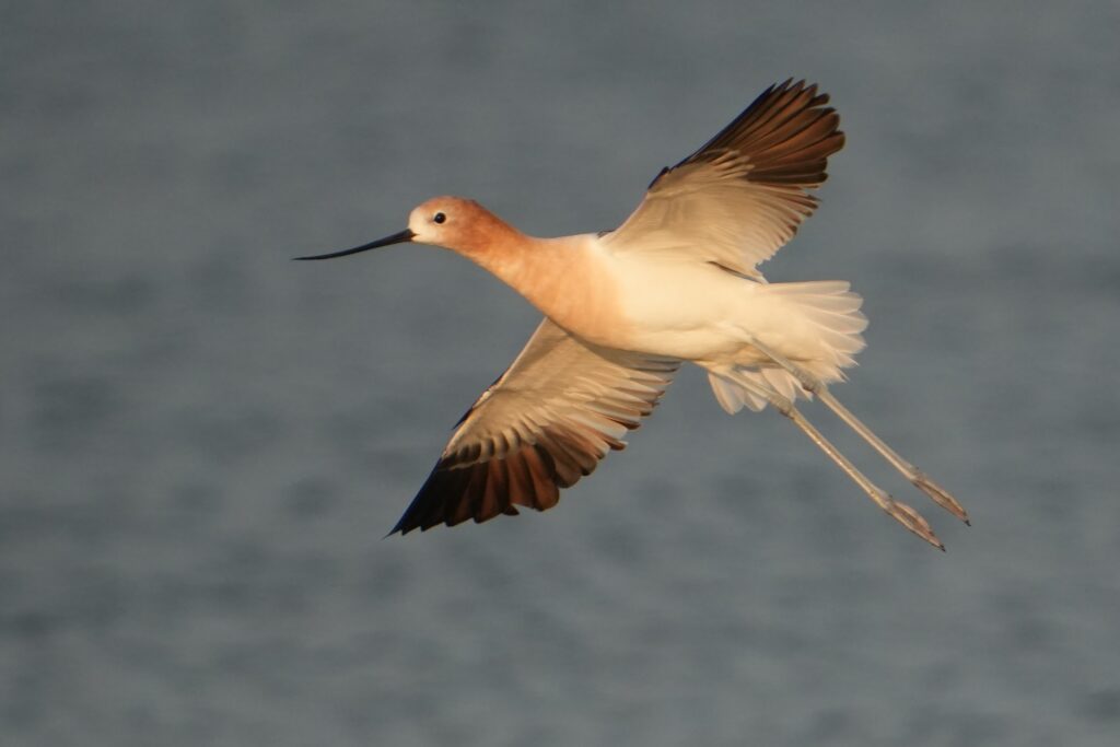 American Avocet