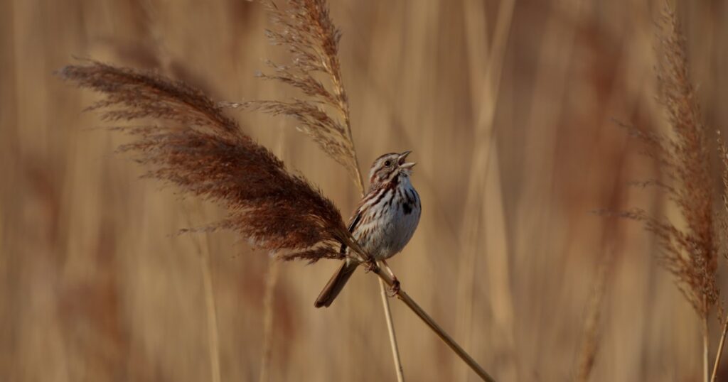 Song Sparrow