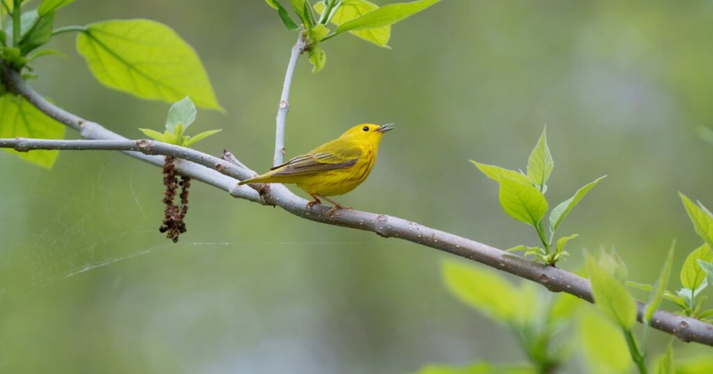 Yellow Warbler