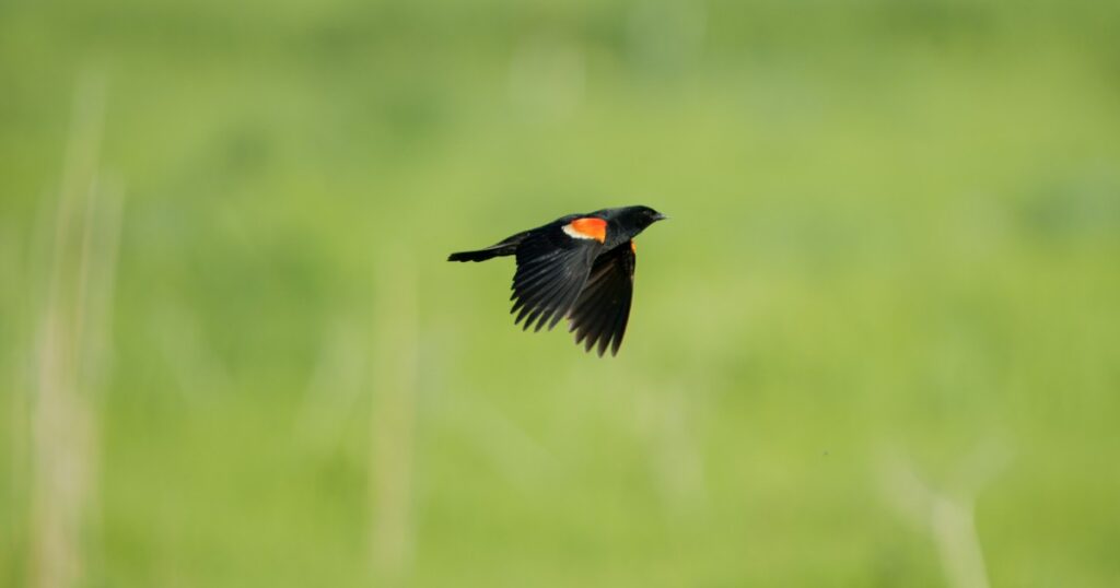 Red-winged Blackbird flying across a field